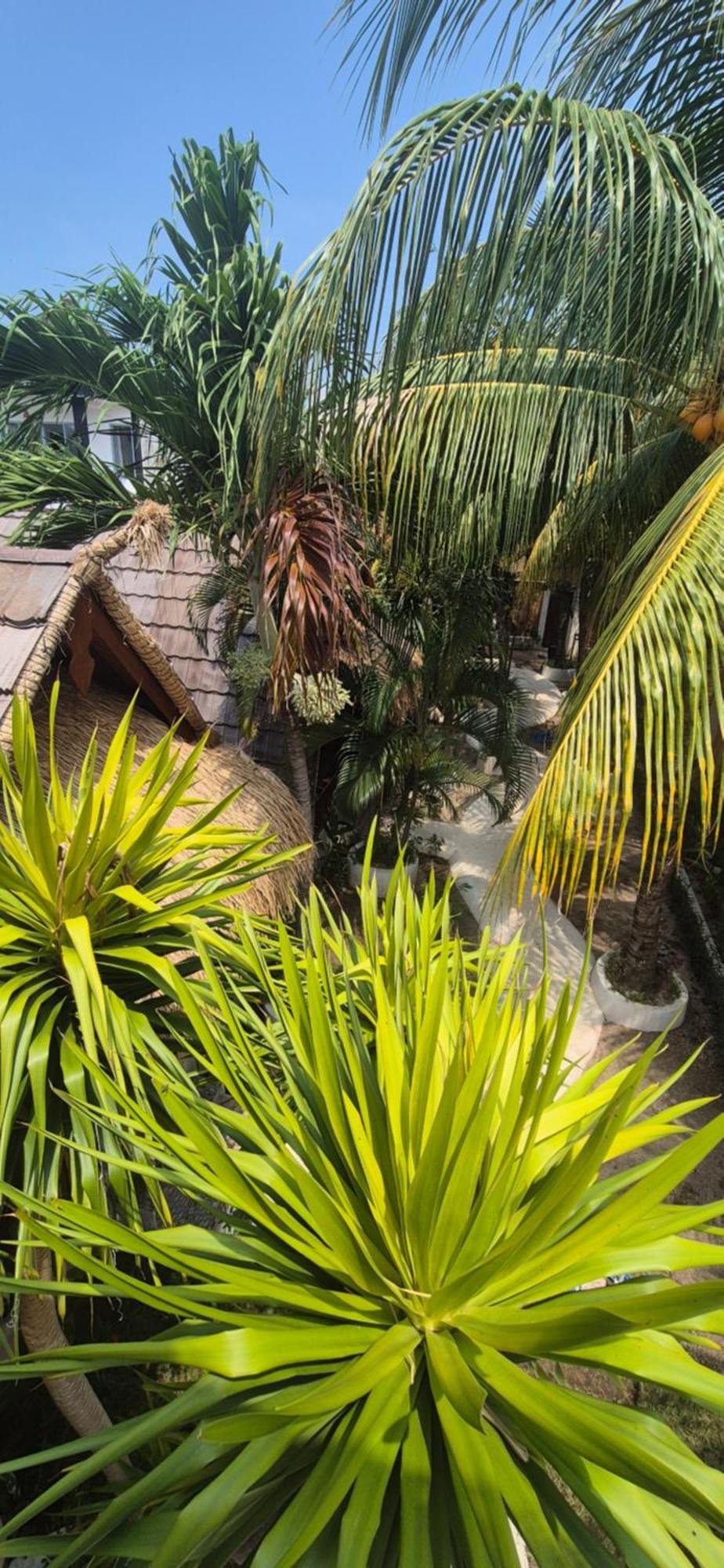 Tricky Trees Sunset Bungalows กิลิไอร์ ภายนอก รูปภาพ